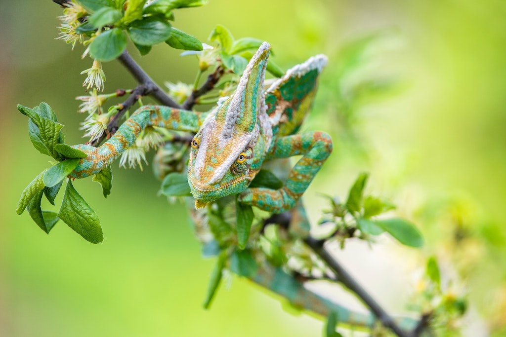 Why are some production issues as difficult to uncover as the camouflaging chameleons!